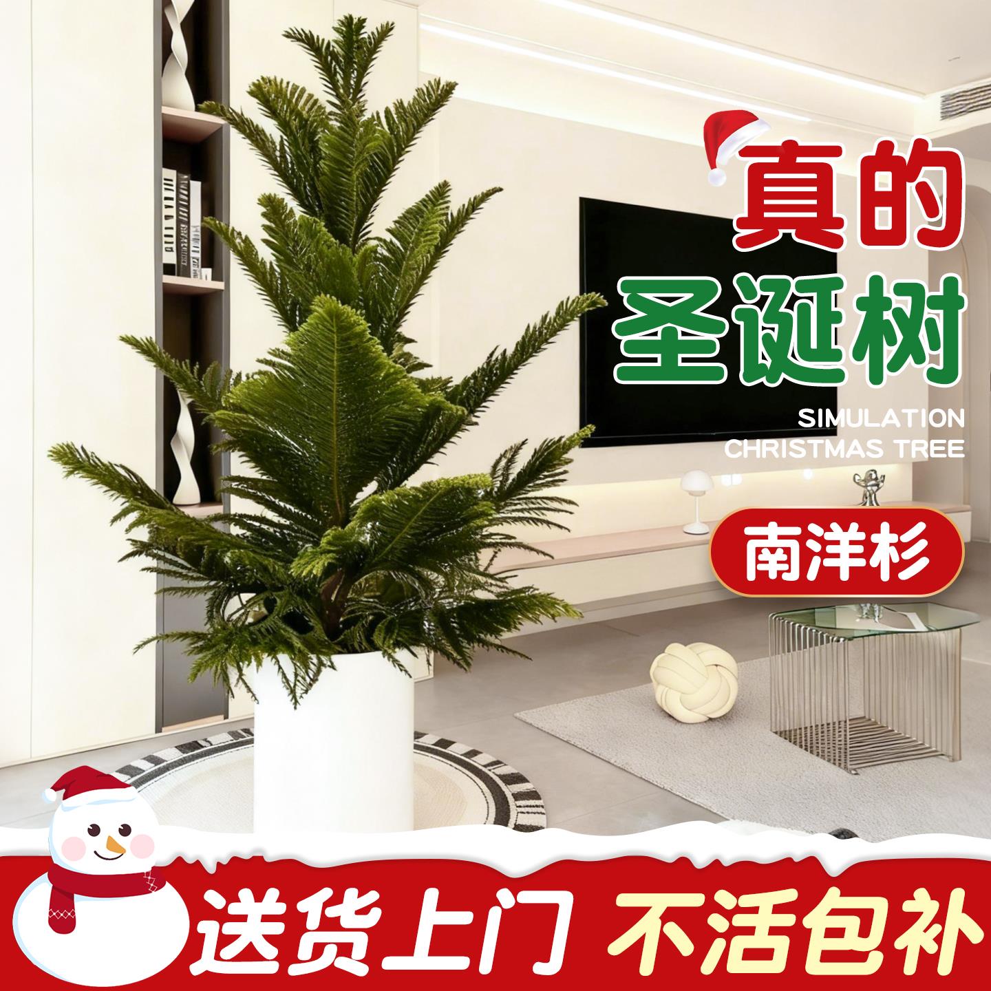 南洋杉盆栽圣诞树松苗真景