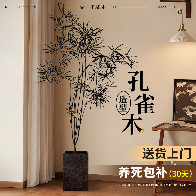 造型孔雀木调性绿植盆栽高级感客厅室内落地大型中式中古风植物