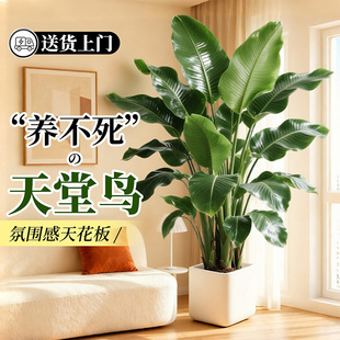 天堂鸟客厅绿植高级感室内大型植物办公室盆栽高端轻奢四季好养活