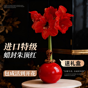朱顶红种球进口重瓣蜡封懒人适合养的花卉特大年宵花蜡球冬天客厅