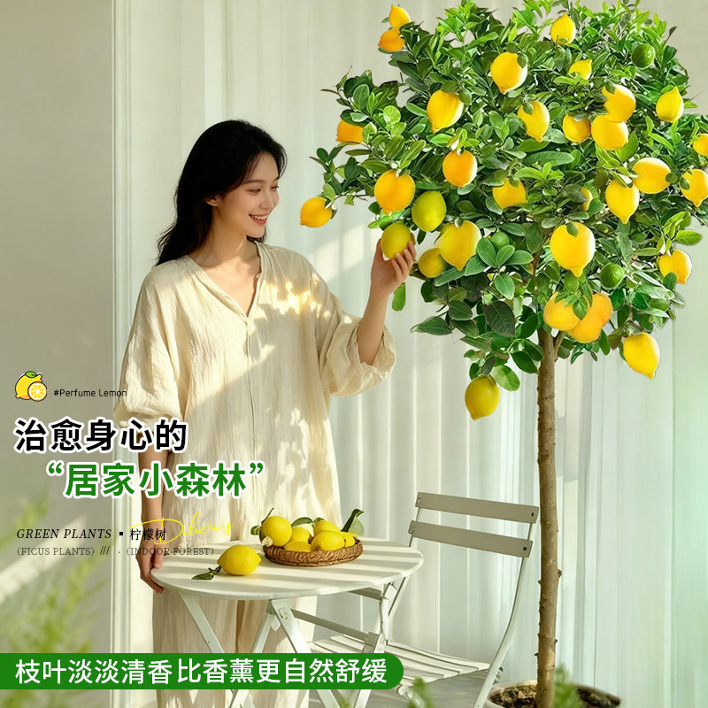 香水柠檬树盆栽果树可食用室内客厅果树绿植南北方种植四季好养活