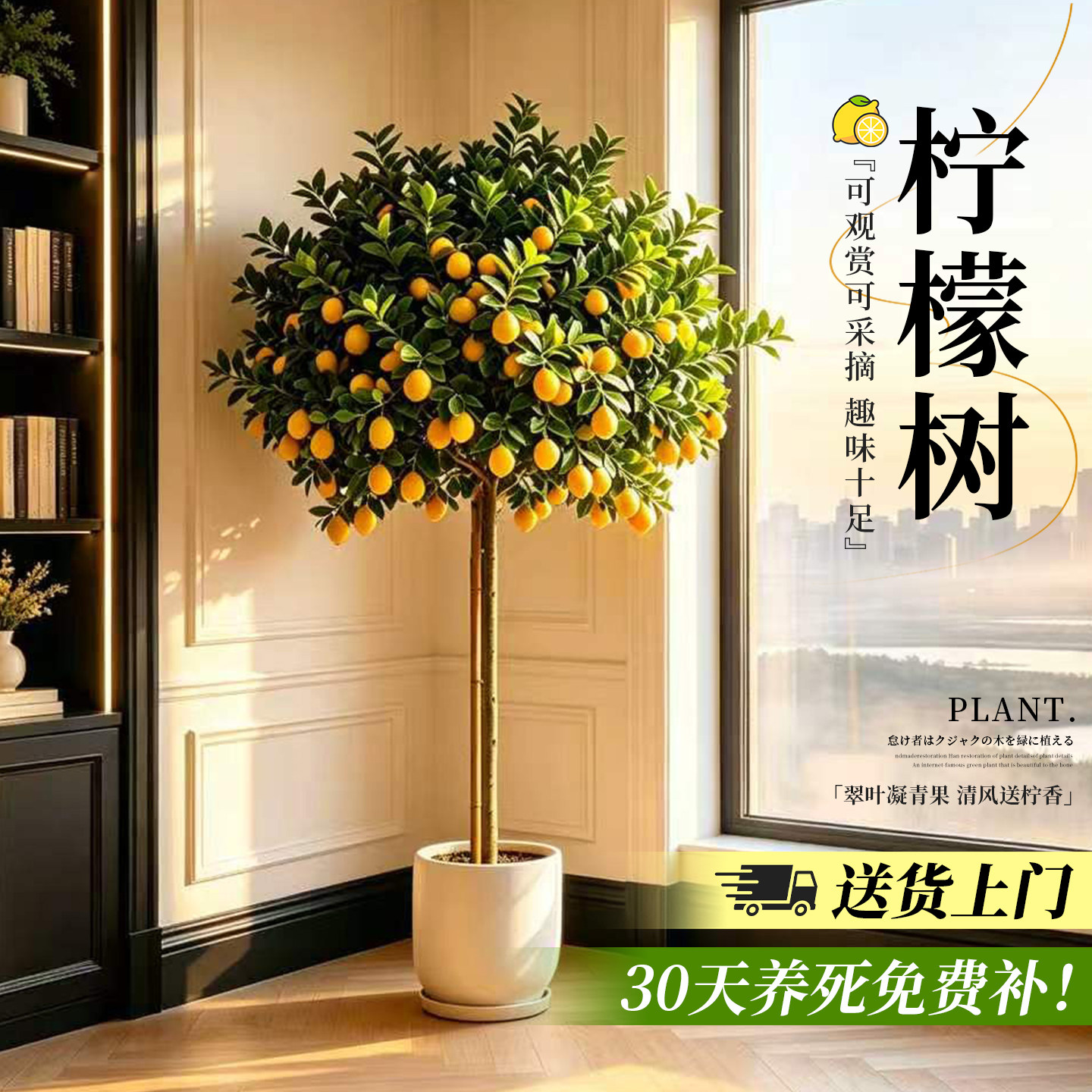 【拍照选树】香水柠檬树好养盆栽