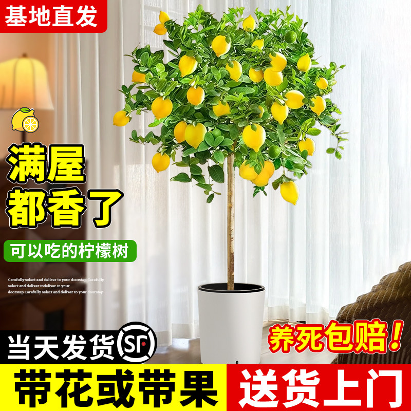 香水柠檬树盆栽客厅绿植大型植物室内阳台落地四季花卉好养活