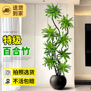 特级百合竹客厅大型绿植室内大盆栽植物高级感大气上档次落地好养
