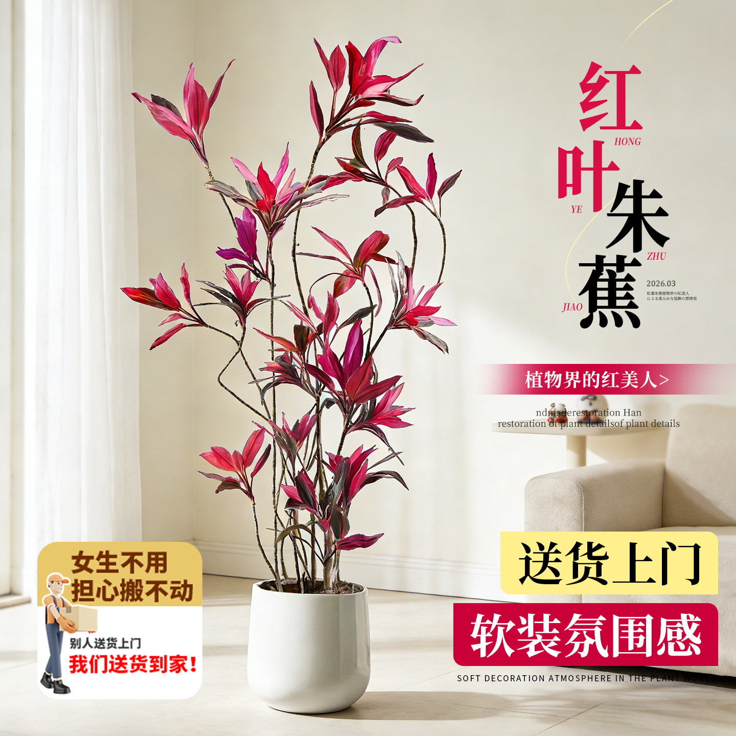 红叶朱蕉客厅大型绿植物旺宅高级感室内真花好养净落地化空气