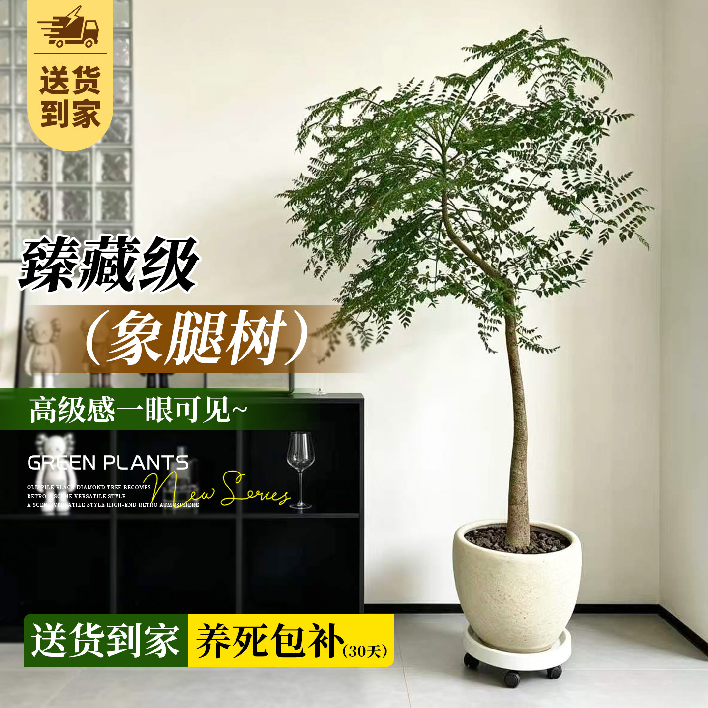 象腿树室内大型绿植盆栽客厅造型好养落地式四季常青大树网红植物
