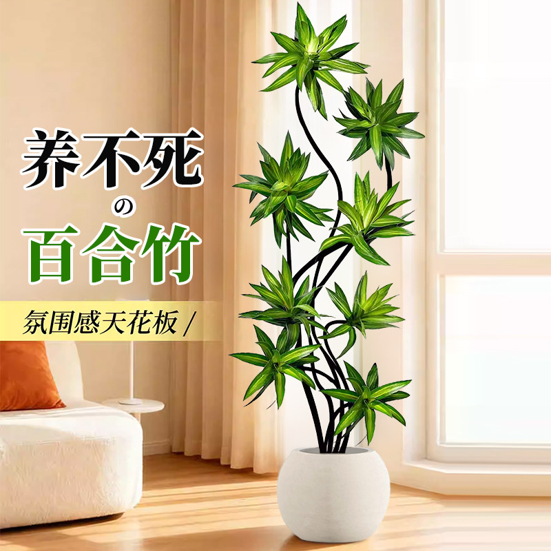特级百合竹客厅绿植盆栽精品高端老桩高级感金边大型植物拍照选货