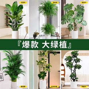 【新年置新家】客厅大型绿植室内高级感造型大盆栽办公室内植物