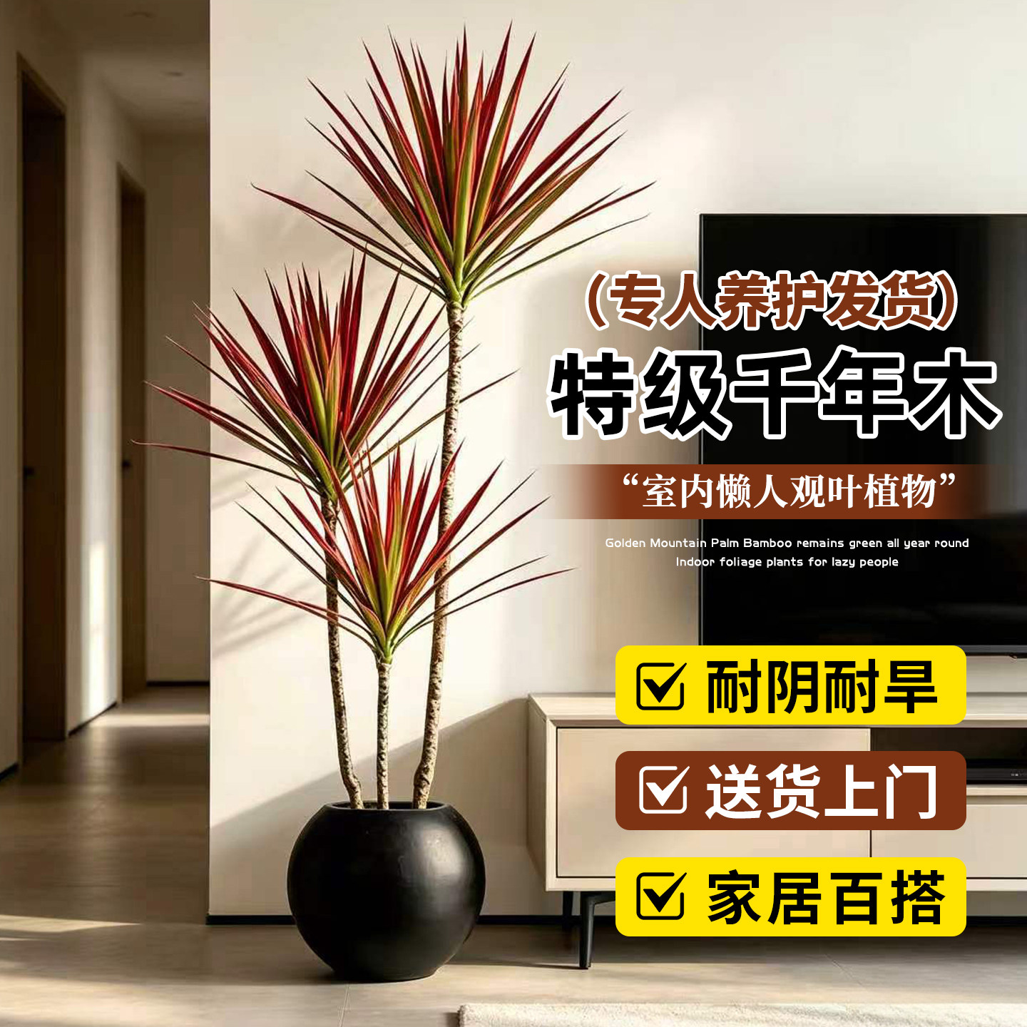 特级千年木客厅高级感盆栽