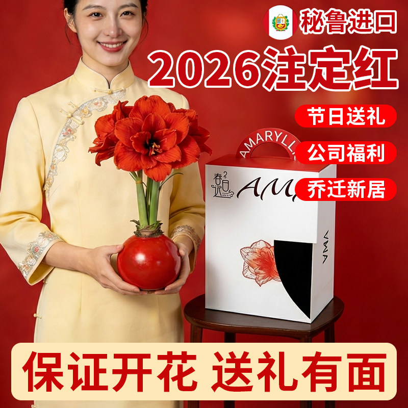【送礼首选】2026朱顶红蜡球