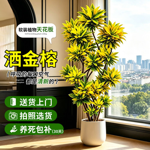 【黄金万两】特级洒金榕盆栽