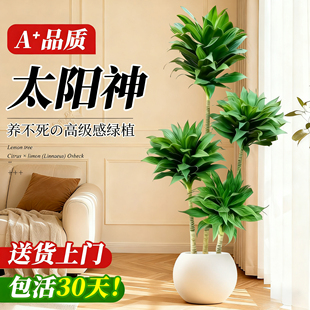 太阳神造型办公室内好养绿植大型盆栽客厅朱蕉龙血树植物阳台室外