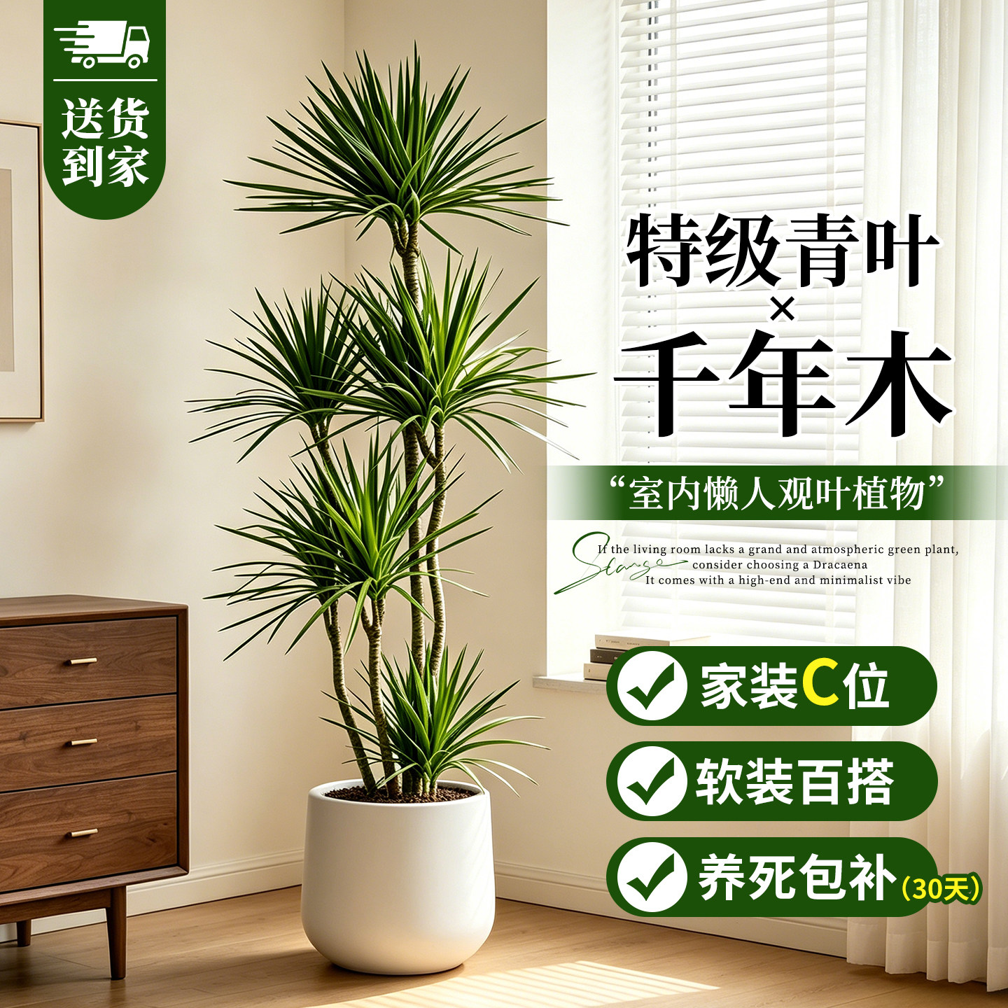 青叶千年木高级感客厅盆栽绿植龙血树大型植物办公室内轻奢好养活