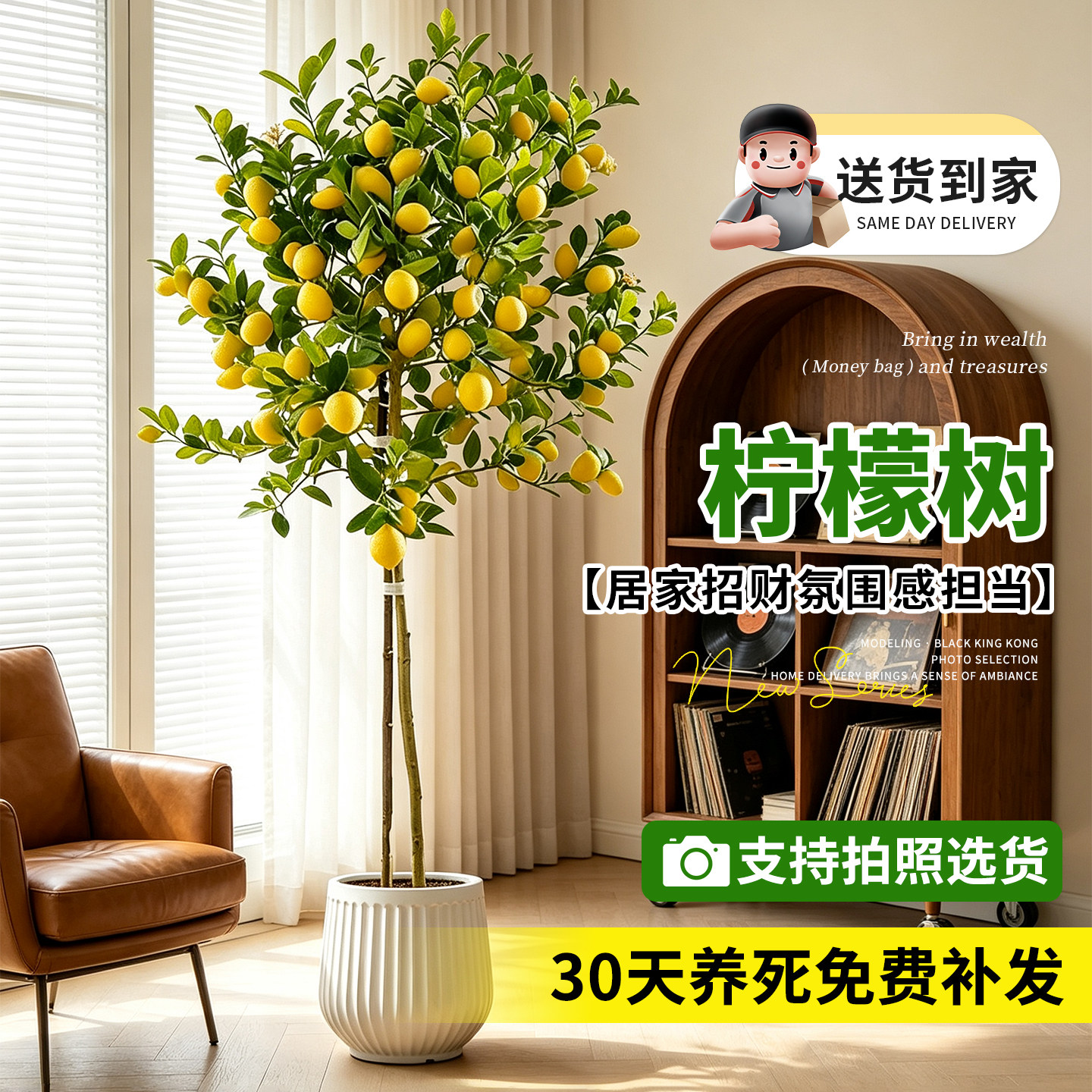 【拍照选货】香水柠檬树阳台盆栽
