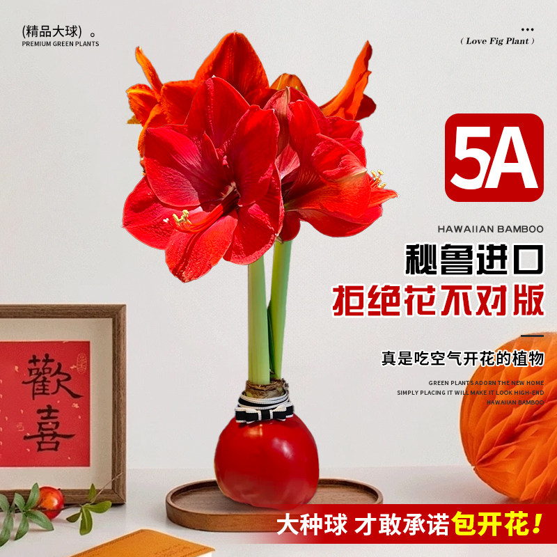 进口蜡封朱顶红种球重瓣绿植年宵花卉室内小植物办公室桌面好养