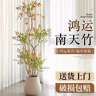 南天竹盆栽客厅大型绿植真树火焰红老桩办公室内高级感落地式大号