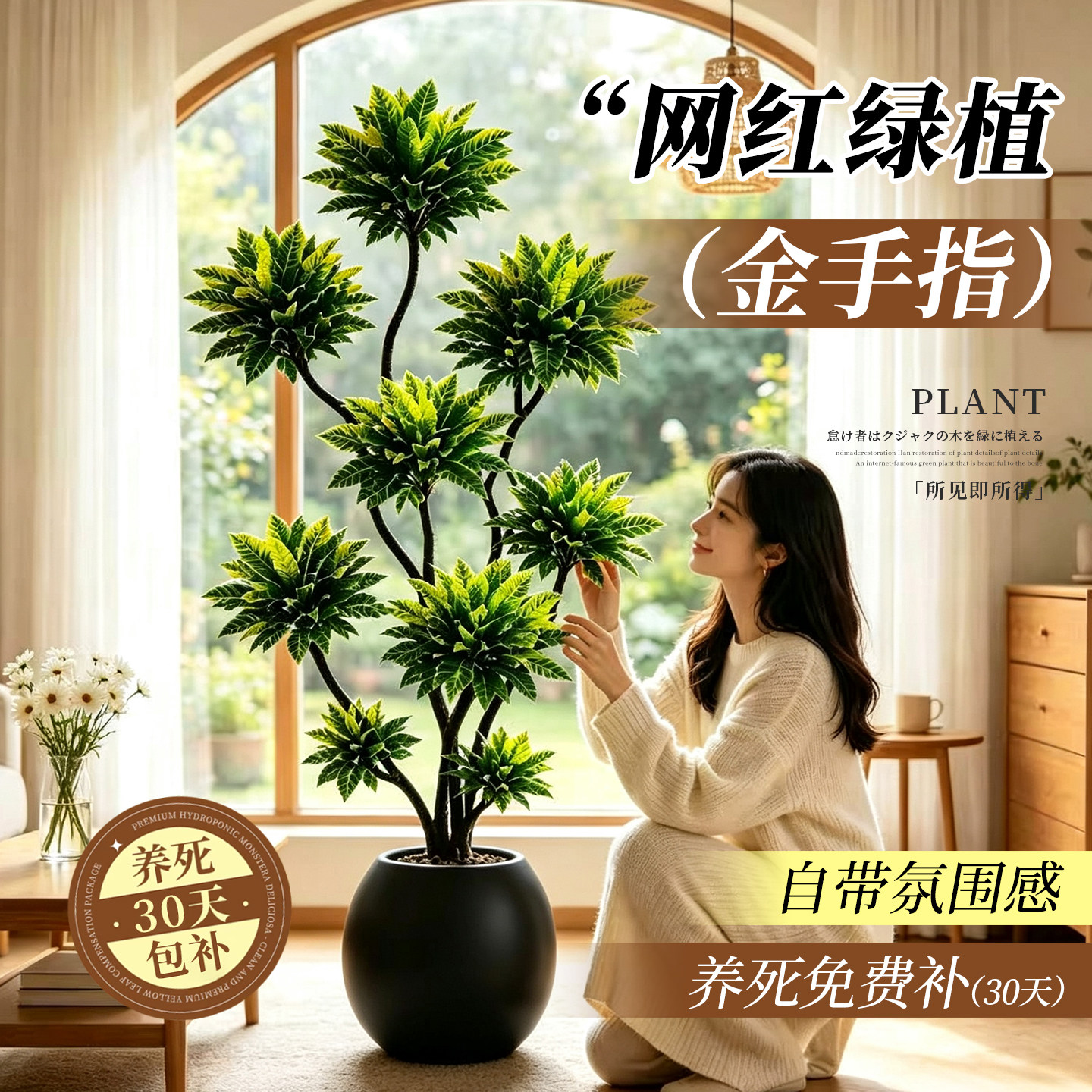 客厅绿植金手指高级感室内大型盆栽轻奢四季好养绿植物洒金榕