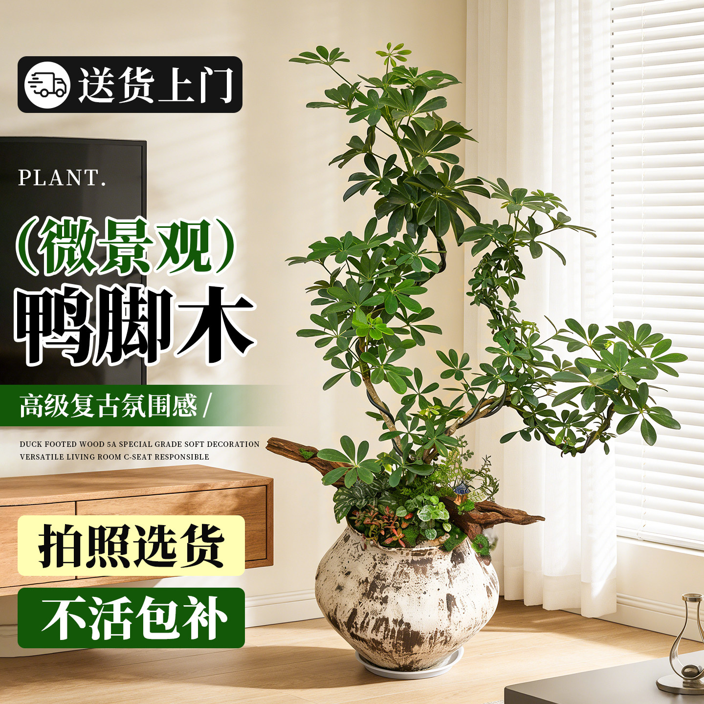 微景观鸭脚木客厅高级感造景大型盆栽室内轻奢绿植落地四季鹅掌柴