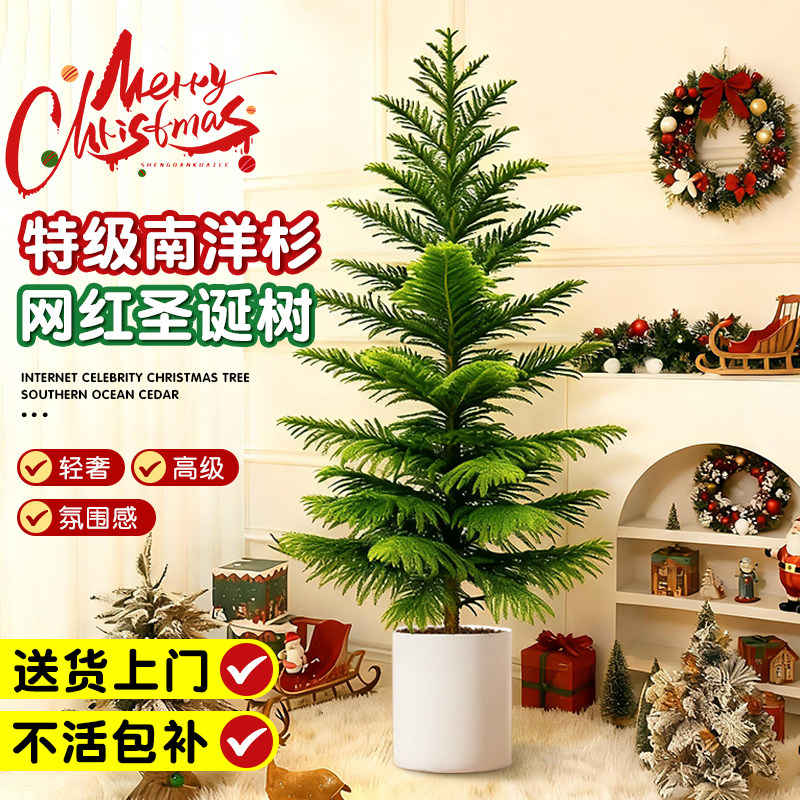 真圣诞松树南洋杉盆栽高级氛围感装饰场景布置室内客厅大型绿植物