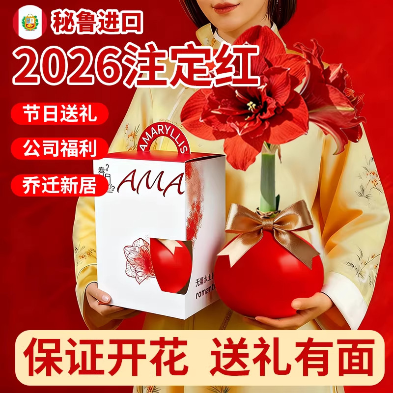 【送礼首选】2026朱顶红蜡球