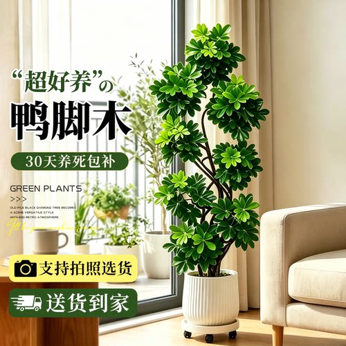 【拍照选货】特级鸭脚木客厅绿植
