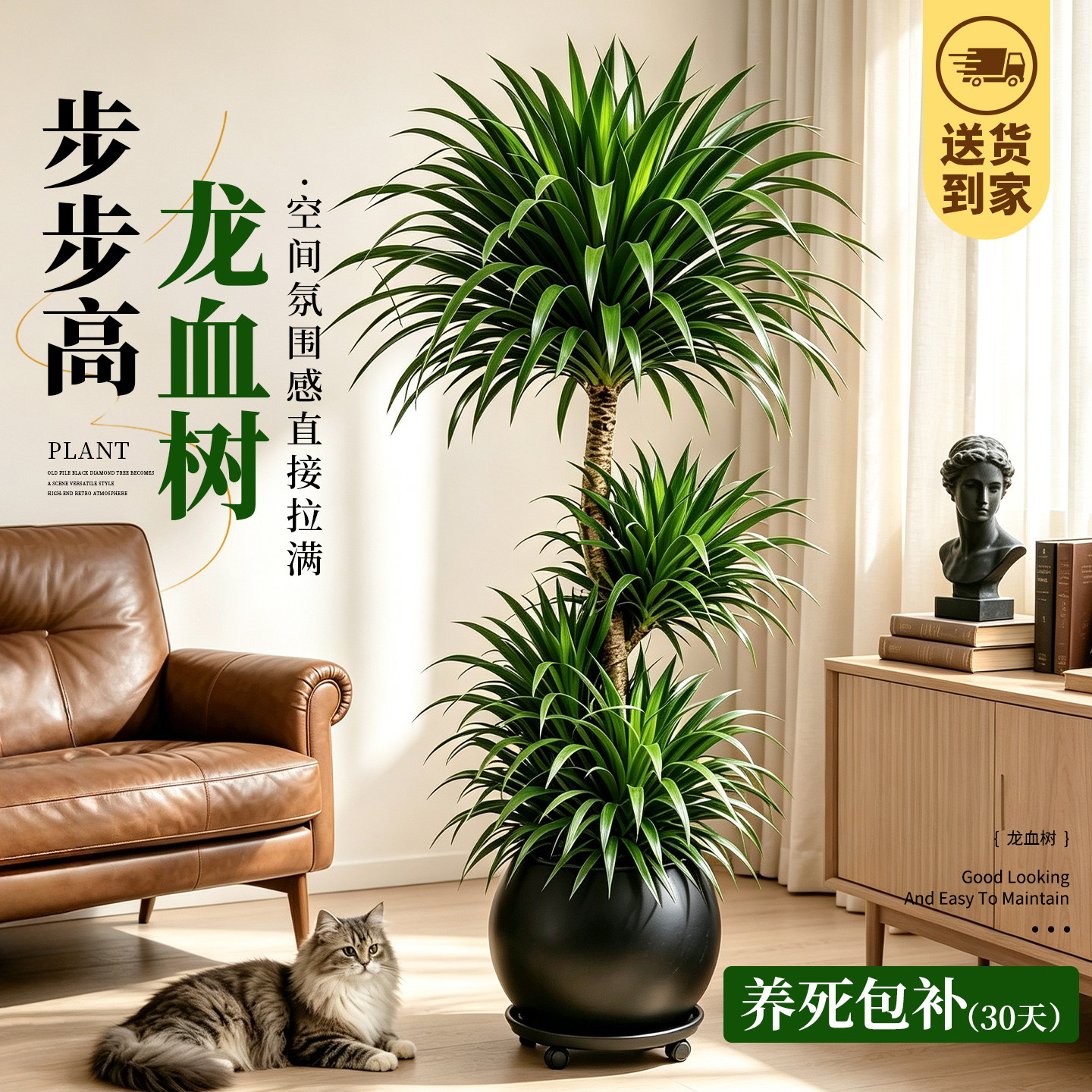 步步高龙血树客厅绿植室内盆栽大型高级感绿植轻奢龙须树四季好养