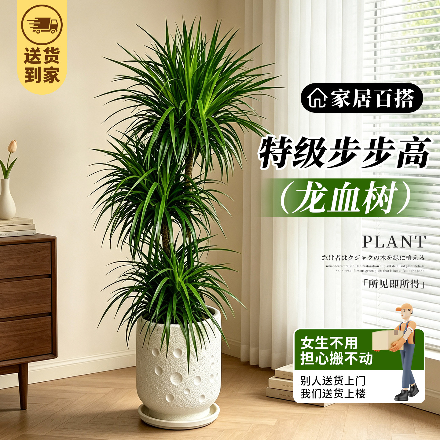 步步高龙血树客厅绿植室内盆栽大型高级感绿植轻奢龙须树四季好养