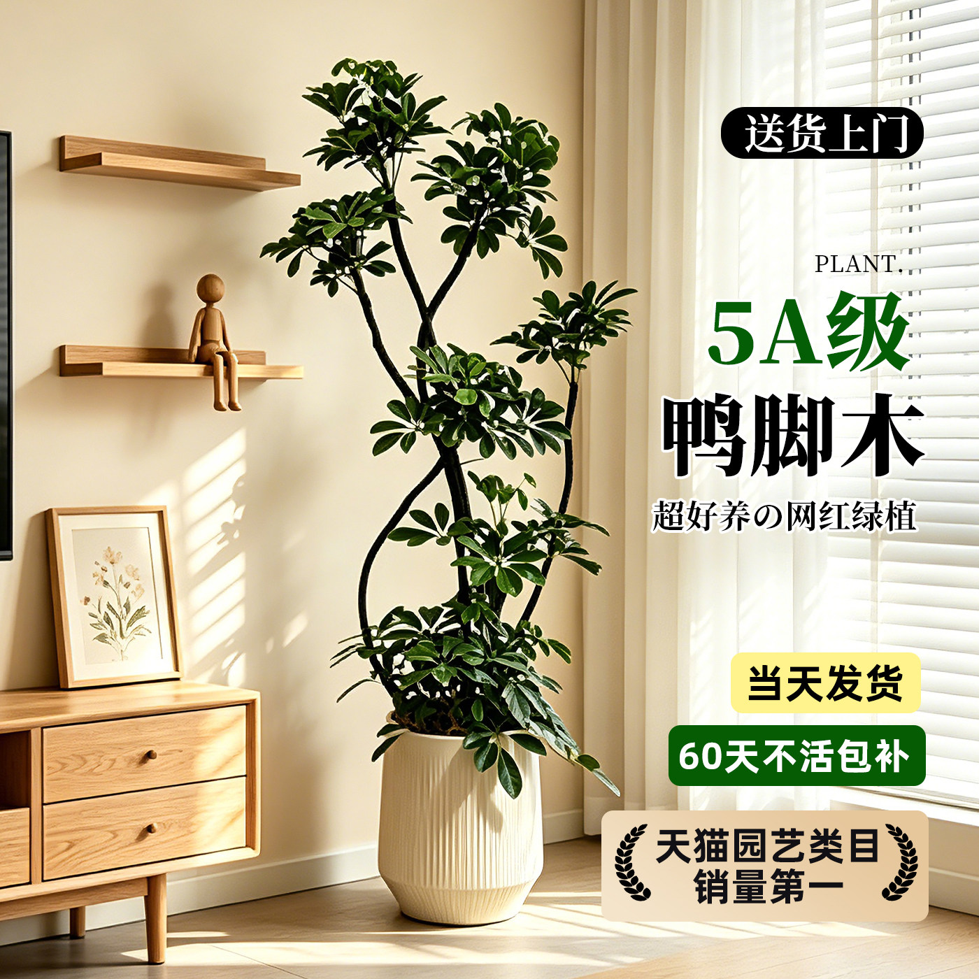 【拍照选货】鸭脚木高级感绿植