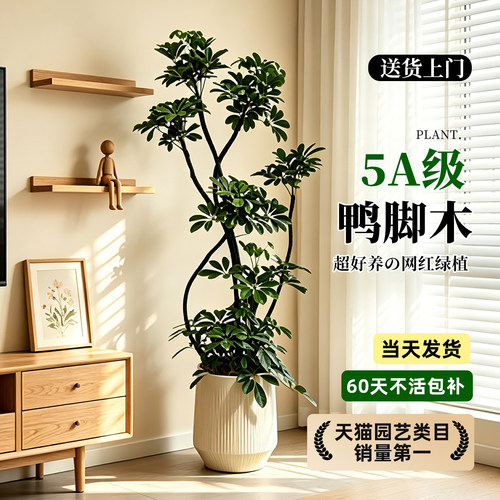 【拍照选货】鸭脚木高级感绿植