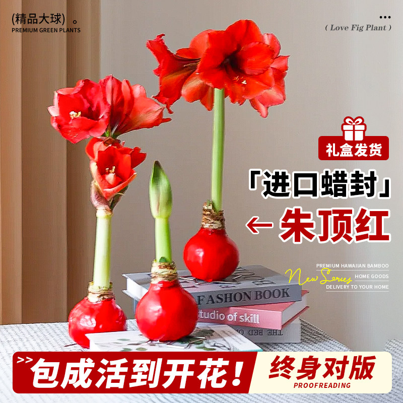 进口朱顶红种球蜡封重瓣绿植室内小植物办公室桌面年宵花卉好养