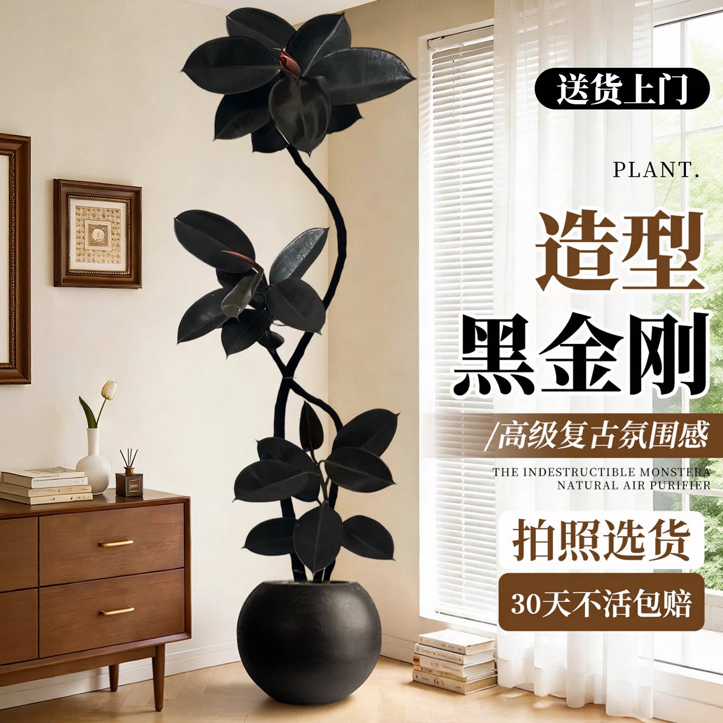造型黑金刚橡皮树客厅绿植高级感大盆栽植物轻奢办公室内落地好养