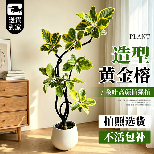 【拍照选货】黄金榕造型橡皮树
