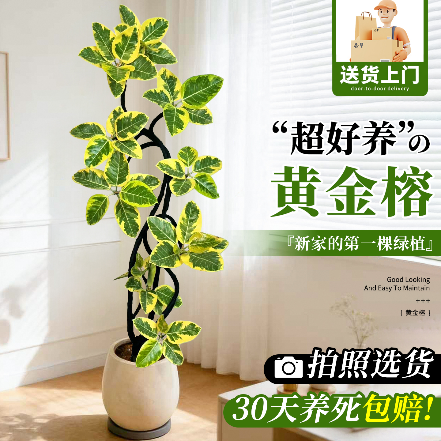 黄金榕盆栽高级感好养绿植旺宅树