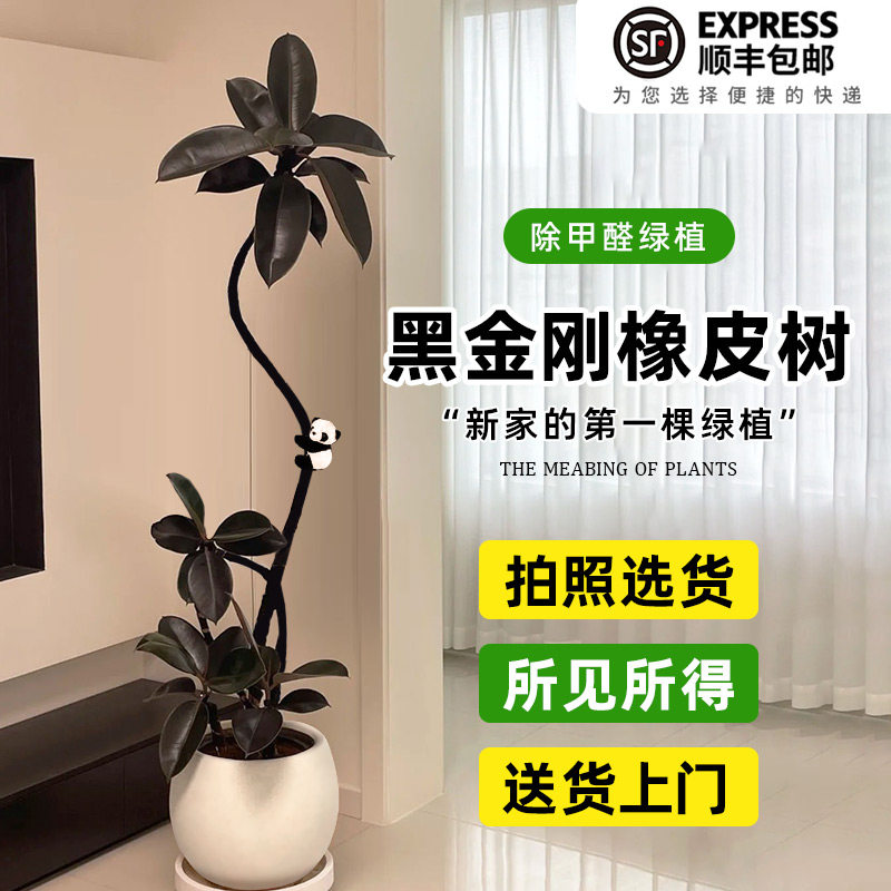 黑金刚橡皮树大盆栽客厅室内大型拗造型绿植办公室四季好养真植物