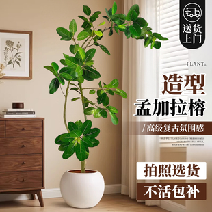 网红孟加拉榕盆栽室内客厅造型大型绿植黄金榕树橡皮室内落地植物