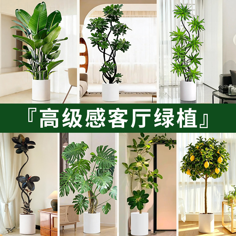 【精选好货】客厅高级感绿植图片
