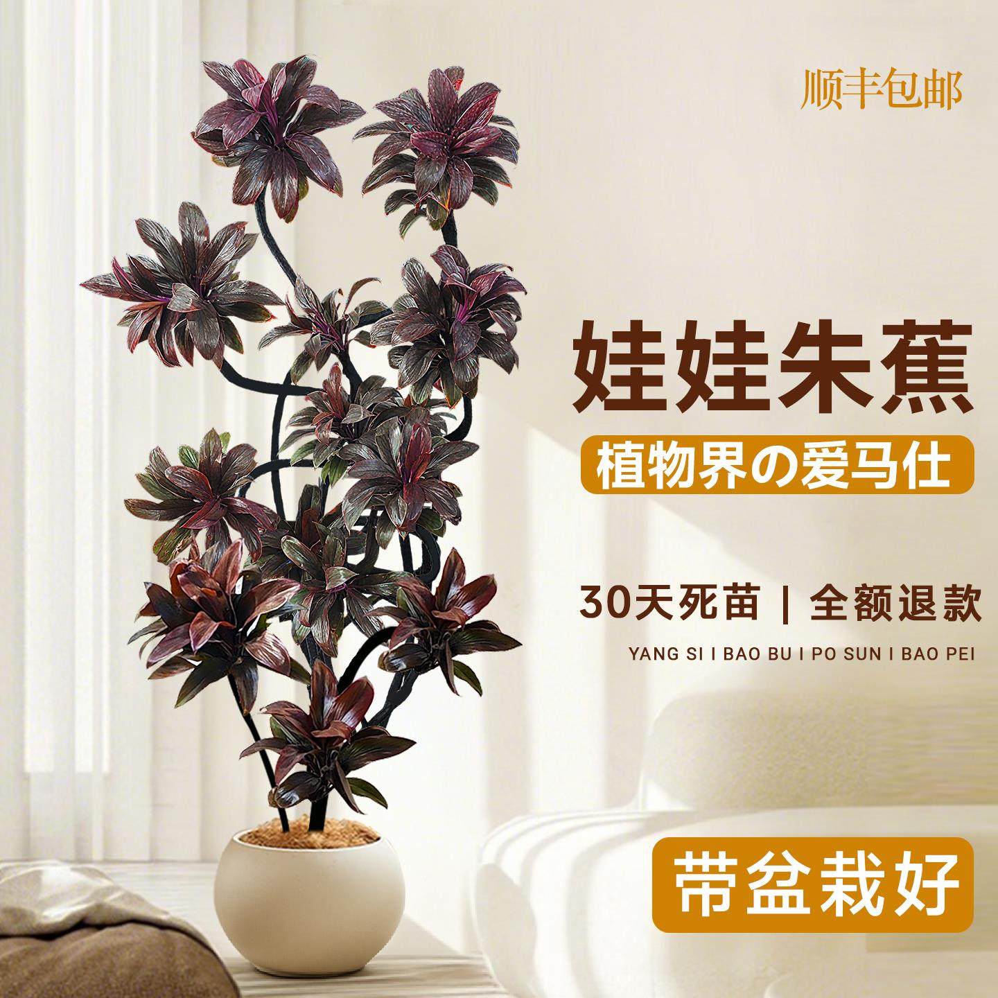 大型绿植娃朱蕉室内盆栽物