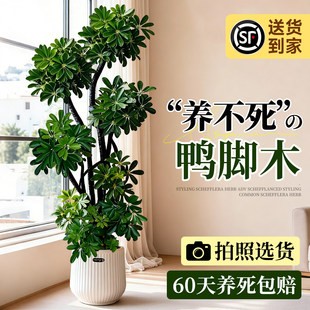造型鸭脚木大型绿植客厅大盆栽鸭掌木鹅掌柴室内落地四季常青植物