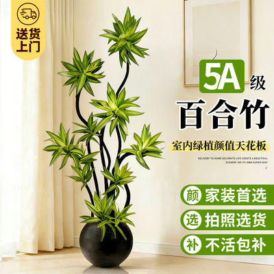 【拍照选货】造型百合竹客厅绿植