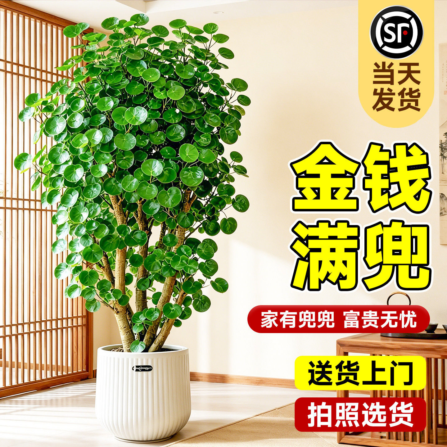 金钱兜老桩高级感客厅盆栽福禄桐发财树办公室超大型绿植室内旺宅