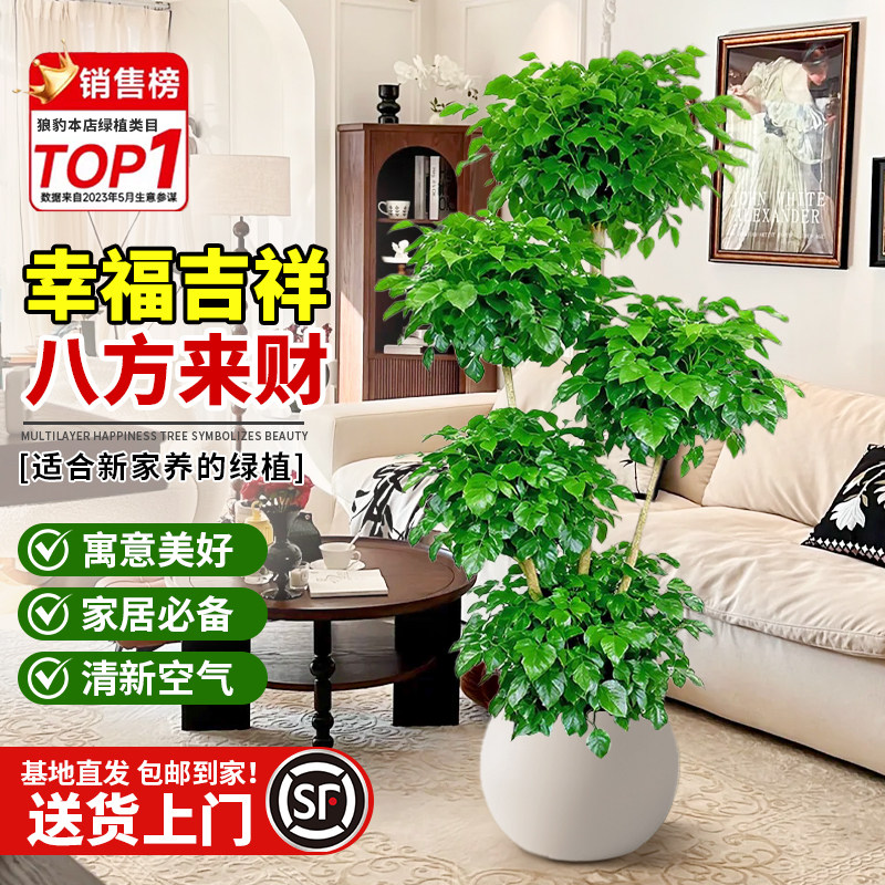 大型幸福树盆栽绿植室内多层造型植物客厅办公室大号真树盆景花卉