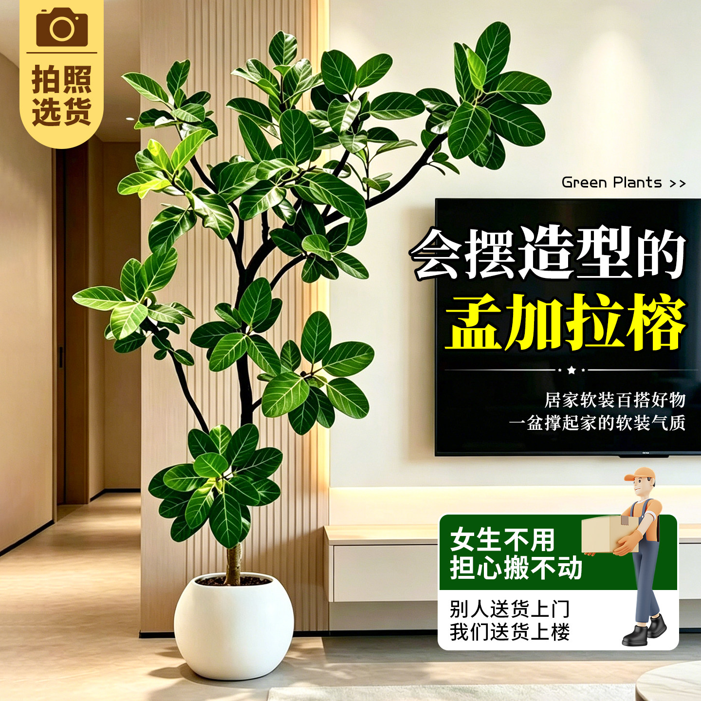 【拍照选货】造型孟加拉榕绿植