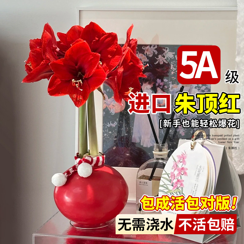 【圣诞新年送礼】进口朱顶红礼盒