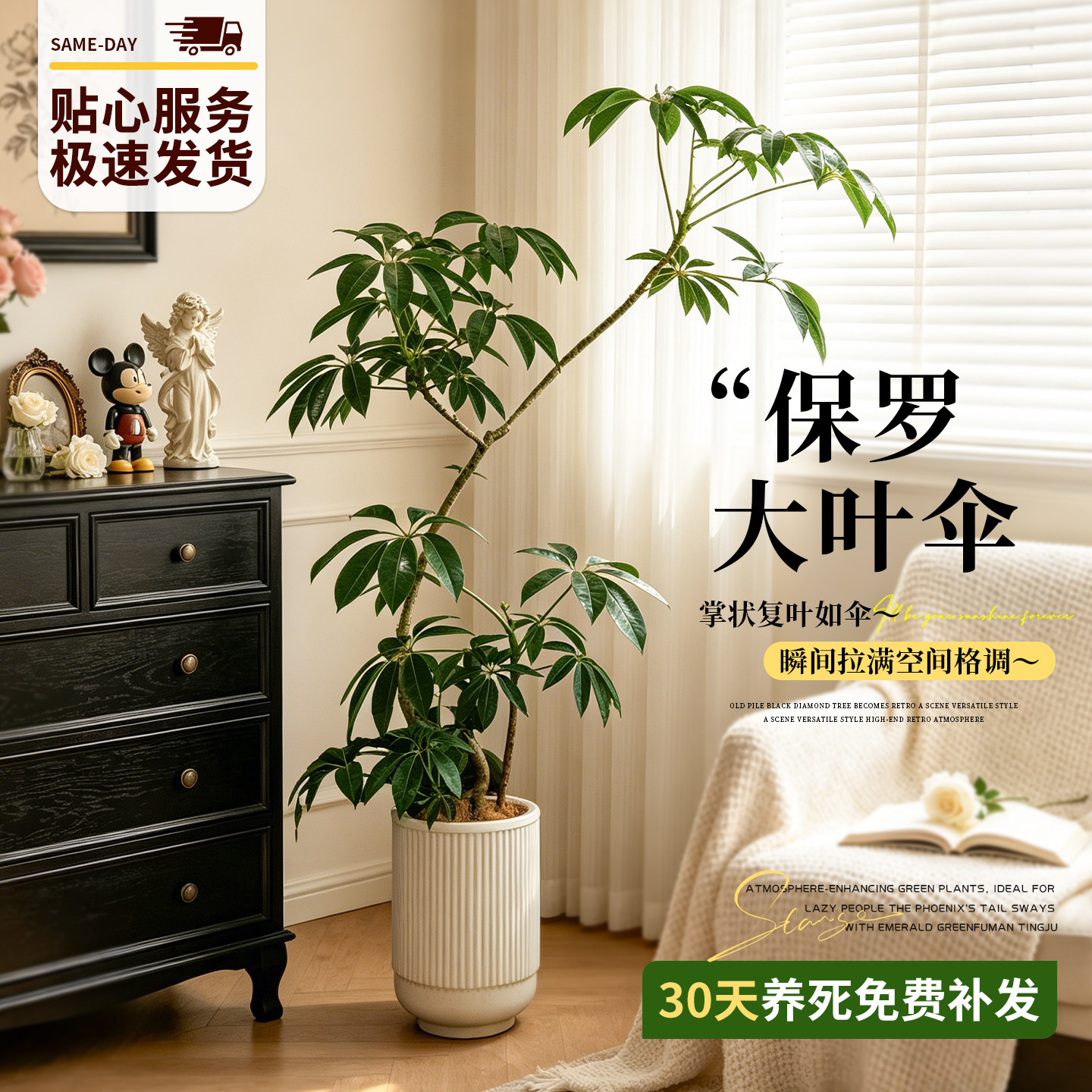 日本保罗大叶伞好养大型绿植盆栽