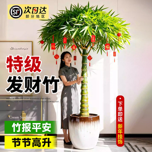 特级佛肚竹盆栽老桩盆景富贵竹罗汉竹植物室内大型绿植年宵花文竹
