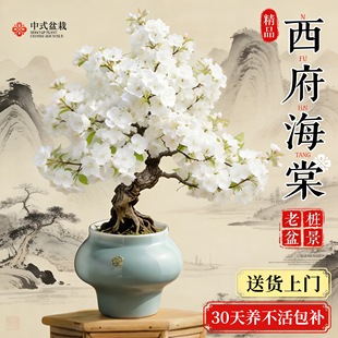 海棠花盆栽老桩西府海棠耐寒耐冻绿植白色花卉好养盆景室内庭院