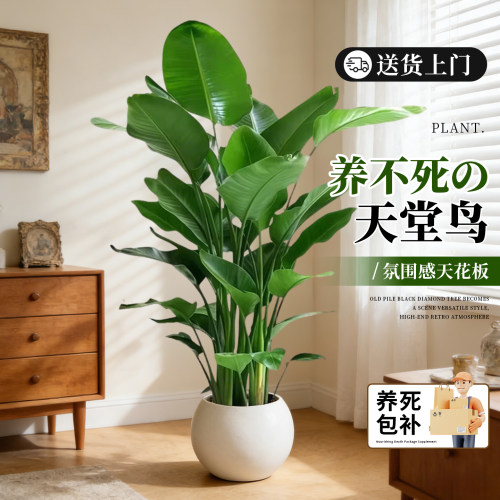 【行业爆款】天堂鸟客厅大型绿植