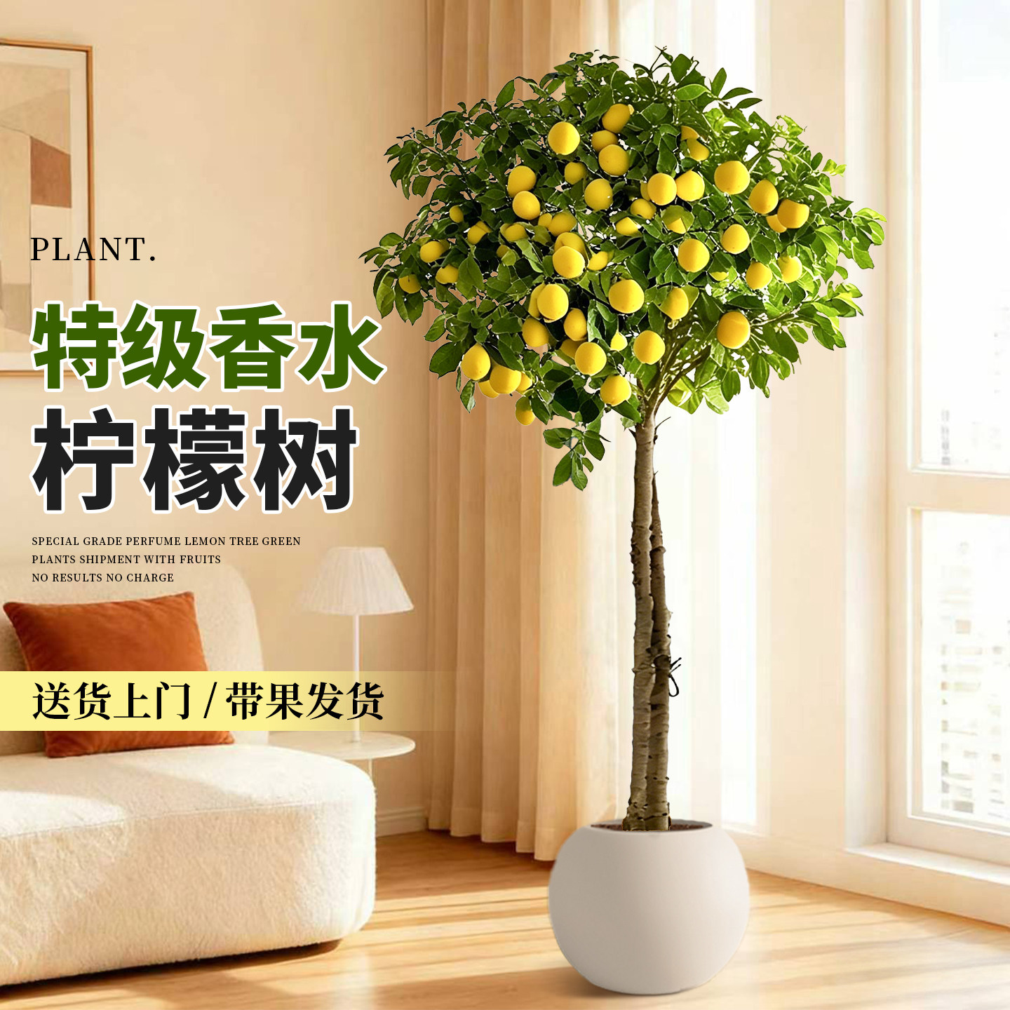 香水柠檬树带果大型盆栽四季可食用旺宅绿植室内客厅阳台好养植物