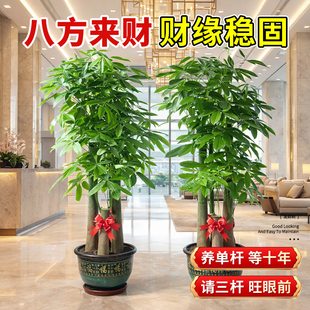 大发财树开业乔迁之喜盆栽旺宅盆景大型三杆步步高四季客厅办公室