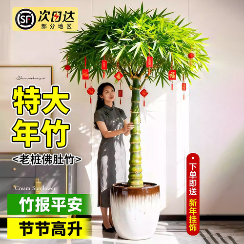 特级佛肚竹盆栽老桩盆